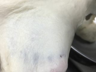 7、豹纹吐司,等出现较粗糙的膜时,放入软化的黄油