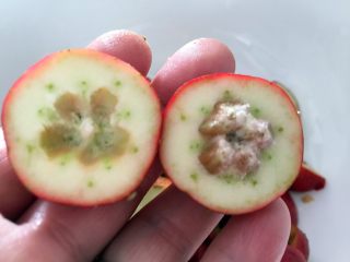 3、山楂糕,分开后去核。