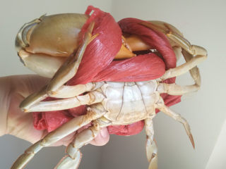 2、清蒸海蟹,闺蜜带的蟹是当天早晨刚从海里捞上来滴，捆绑的绳子不用解除，直接放入清水中即可