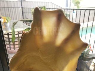 9、#家有烤箱#黑芝麻豆沙面包,直至出手套膜状，