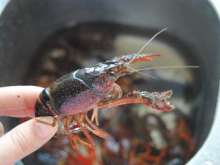 1、麻辣小龙虾,小龙虾捏住虾身
