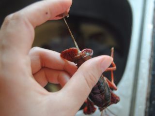 2、麻辣小龙虾,从尾部中间那片虾尾抽出虾肠