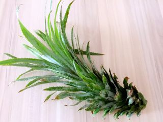 4、迷你小菠萝,准备好菠萝叶（没有菠萝叶就用菠菜汁和面做叶子）
