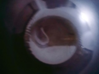 2、火腿午餐肉蔬菜饭团,锅烧热，放入食用油，爆香蒜末