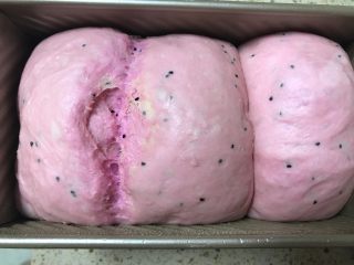 12、火龙果切片吐司,盖盖儿或保鲜膜醒发至快要满模。