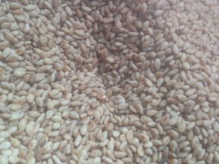 2、芝麻薄脆,芝麻平底锅中小火炒熟。