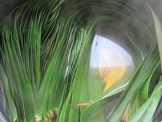 2、花生腊肠粽,将苇叶放入煮锅,倒入水,水要漫过苇叶,开大火煮开即关火,捞出放入冷水过凉