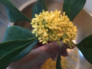 1、自制糖桂花,采摘桂花 把叶子拔掉以后花会更好摘下喔