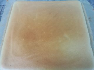 20、抹茶波点蛋糕卷,烤好的蛋糕晾至烤网，揭开四周稍晾。