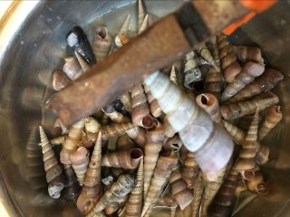 3、辣炒钉螺：海边男人最爱的下酒菜,用钳子去掉钉螺的底部，这可是一个大工程