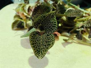 2、虫草花乌鸡汤,金线莲待用；