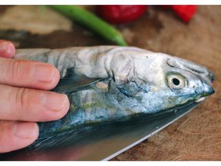 4、#吃豆腐#渔家豆腐鱼,鲅鱼要从鱼头开始用刀片、记住是在鲅鱼的背部片、不是从鱼肚子那里片哟