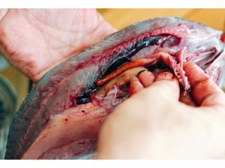 6、#吃豆腐#渔家豆腐鱼,片好的鱼从鱼的腮部往下去掉五脏