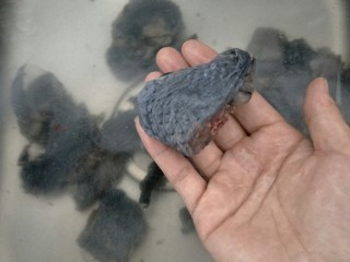 7、＃一碗汤＃熟地黑豆乌鸡汤,乌鸡清洗干净