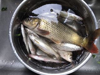 1、酱烧鲤鱼,新鲜的一盆野生鱼