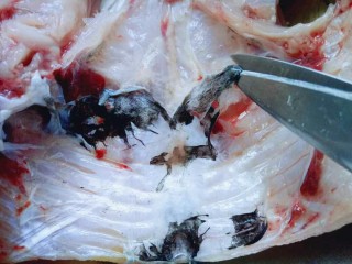 3、#一碗汤##秋季补钙佳品#鱼头粉皮汤,去除鱼头内黑色一层皮。(据说这黑色一层皮是最脏的)