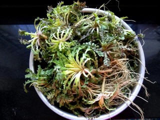 4、玉米面荠菜鸡蛋馅煎饺,荠菜去干叶子