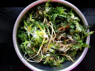 5、玉米面荠菜鸡蛋馅煎饺,洗净，一定要多洗几遍，去掉根部的沙土