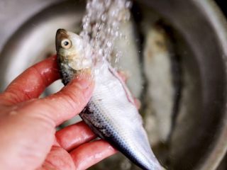 2、剁椒清蒸海鲫鱼,海鲫鱼去掉内脏后，用自来水冲洗干净（特别是海鲫鱼肚子里的黑膜一定要清洗干净哟……）