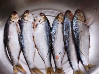 3、剁椒清蒸海鲫鱼,把清洗干净的海鲫鱼，沥干水分后放入盆里。