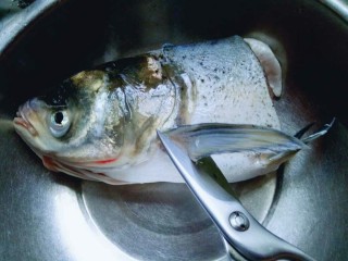 2、#一碗汤##秋季补钙佳品#鱼头粉皮汤,用食品剪刀剪掉鱼鳃。