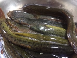 1、泥鳅炖豆腐,准备新鲜泥鳅,放入一勺盐,盖上盖子免得看起来太残忍了起鸡皮疙瘩,杀泥鳅的方式有好几种,随便你用哪种哈