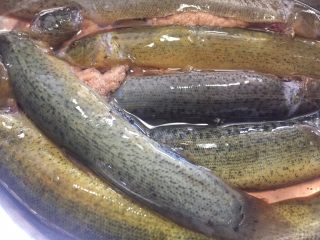 2、泥鳅炖豆腐,把泥鳅肚子里清洗干净,用开水把表面的粘液清洗干净