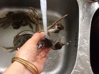 2、黑枣田蟹酒,用牙刷刷洗干净再用清水冲洗干净