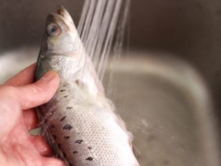 2、啤酒酱焖海鲈鱼,把海鲈鱼去除内脏后，用自来水反复冲洗干净。