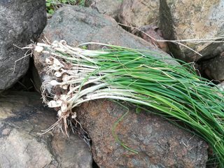 3、油炸糯米丸子,野葱清洗干净，没有野葱可以用一般的葱花代替