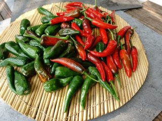 3、五香酱黄瓜,鲜辣椒洗净放在通风的地方晾干。晾干后把辣椒切开方便入味。