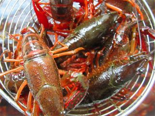 1、麻辣啤酒小龙虾,小龙虾先用刷子清洗干净