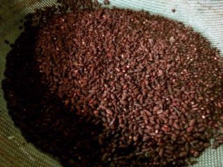 7、桂花藕，秋季平民的滋补佳品,红曲门放漏筛上。（当然可以包裹纱布等，只要没散放水中就行）