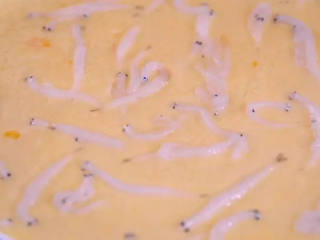 7、教你做好吃的银鱼蒸蛋，难度系数一般，味道好极了 ！,5分钟后摆入小银鱼，继续蒸2分钟