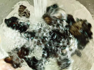 4、青椒腐竹炒木耳,加入清水