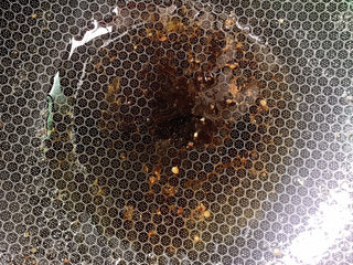 11、青椒腐竹炒木耳,热锅冷油