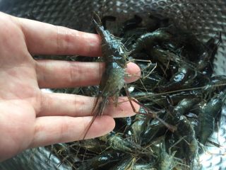 1、酱油籽虾,现在这个季节是雌虾产卵的季节，选大个的籽虾最佳。