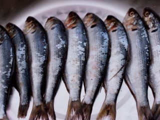 1、干炸海鲫鱼,首先把鱼放到盘子里。