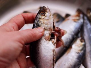 2、干炸海鲫鱼,用厨房剪子，把海鲫鱼的内脏取出。