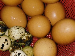 5、立夏的固肾食方:#核桃壳分心木煮鸡蛋#(创建于5/5~2017),把鸡蛋和鹌鹑蛋洗净,滤干水。
