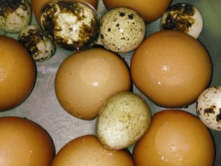 6、立夏的固肾食方:#核桃壳分心木煮鸡蛋#(创建于5/5~2017),小汤锅注入水和放入鸡蛋和鹌鹑蛋,用中小火烧开,转小火煮5分钟,关火,焖3分钟。