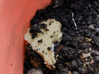 7、粉丝蒸金针菇,金针菇根部可以拿去种，还会再长出来哦；