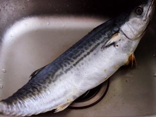 1、鲜美无比的鲅鱼饺子,准备鲅鱼一条,这条鲅鱼是1200克哟。