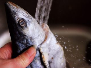 2、鲜美无比的鲅鱼饺子,把鲅鱼的内脏去掉后,洗净后备用。