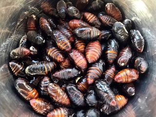 1、蒜蓉辣椒酱炒蚕蛹,蚕蛹买到鲜活的今天打算爆炒一下将蚕蛹洗净沥干水份备用