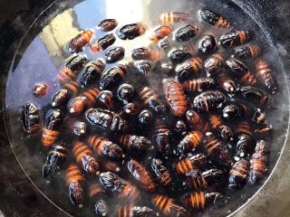 2、蒜蓉辣椒酱炒蚕蛹,蚕蛹放入开水中焯一下大约3-5分钟煮熟后盛入盘中晾凉