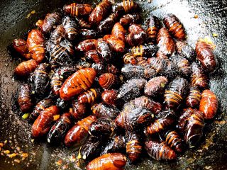 6、蒜蓉辣椒酱炒蚕蛹,最后放入盐和味精调味即可出锅