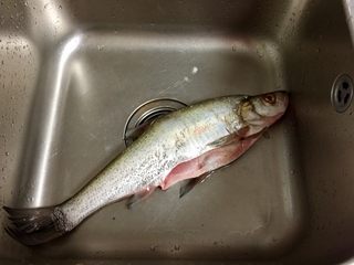 1、我爱鱼鲜系列➕红烧翘嘴鲌,妈妈闺蜜拿来的翘嘴白，昨天刚从丹江口水库捕上来的，非常新鲜，很大一条。翘嘴白肉质鲜美细嫩，是阿晨很喜欢吃的一种鱼。这个已经杀了刮了鱼鳞去了腮和内脏才拍照的