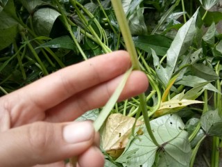 1、清炒红薯茎,将红薯叶的叶子和外皮去掉。