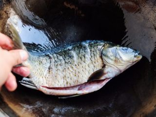 4、鲫鱼萝卜奶白汤,把腌好的鲫鱼放进炒锅，用小火煎。